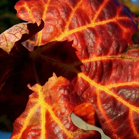 Casa Máximo Apartamento Penafiel