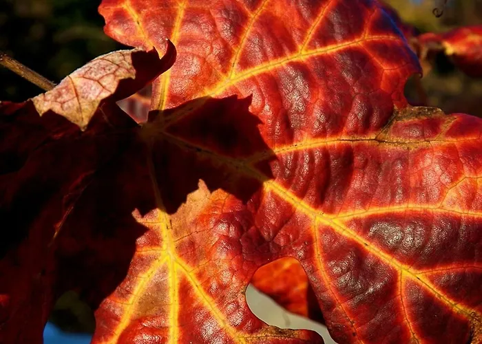 Casa Maximo Apartment Penafiel